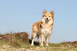 CHIEN FINNOIS DE LAPONIE 326